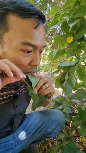 Panen buah BLACKBERRY liar di arab rasanya bikin ketagihan | Alman mulyana