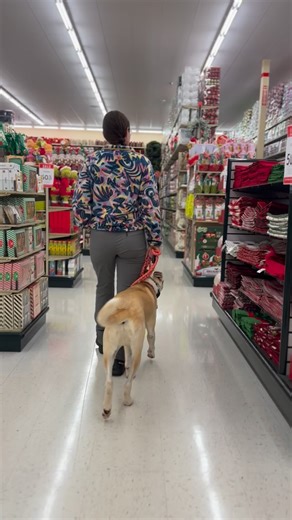 18 reactions | Dobby’s first training in public! #dog #dogtrainingismypassion #dogtrainingtools #dogs #dogtrainingequipment #dogsofinstagram #rescuedog | Positive Energy Dog Training | Facebook