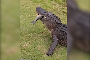 Alligator Steals and Eats Angler's Freshly-Caught Largemouth Bass