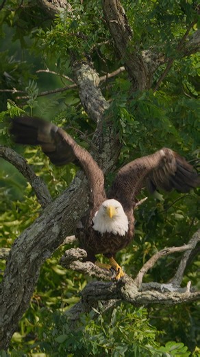 111K views · 4.8K reactions | Female bald eagle takes off from the hunting tree !! Unfortunately she didn’t hunt !!…#Sony #sonyalpha #sonyphotography #sonyprousa #natgeo #natgeoyourshot #natgeowild #eagles #baldeagles #usa #birdsofprey #predator #birds #wildlife #wildlifephotography #natgeowildlife #birdsofinstagram #birdwatching #wildanimals #wildlifeplanet #naturelovers #naturephotography #bbcearth #natgeowildlife #wildlifeconservation | Mike J Dukarm | Facebook