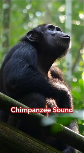 Powerful Chimpanzee Call | Jungle Soundscape 🌳🐒🔊