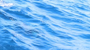 1.4K views · 53 reactions | Here at Naturaliste Charters we are getting SO EXCITED about the 2019 Bremer Bay Killer Whale Expeditions that we thought we would share some of our CLOSE ENCOUNTERS from previous years out in the Bremer Canyon! There is still time to book, this could be YOU! Footage by crew member Billy Thom #Seeaustralia #Orca #Tourism #Killerwhale #BremerBay | Naturaliste Charters Bremer Canyon Killer Whale and Pelagic Expeditions | Facebook