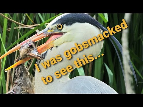 Grey Heron Eats whole the biggest DUCKling (4K UHD)