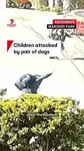 55K views · 435 reactions | Children have been attacked by a pair of dogs in Sydney's northwest. Security cameras captured the terrifying moment the canines unleashed on the two girls in Marsden Park. Police are now investigating the animals' whereabouts. #dog #dogattack #cctv #marsdenpark #sydney | 7NEWS Australia | Facebook