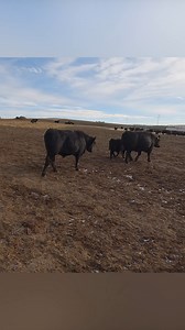 25K views · 674 reactions | Full-Blood Wagyu vs. Angus: The Real Deal on Beef , Farming , and Mother Nature!  #wagyu #angusbeef #beeflovers #montanaranch #localbeef #meatlovers #billingsmontana #cattleindustry #cattlebreed #trendingnow #viralnow #trinityvandenacre #marbledmeats #lifeinthewest #fullbloodwagyu #drylandfarming #beefproduction | Life in the West | Facebook
