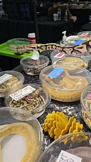 Rare Ball Python Morph at Repticon 2026 😁 Pitón Bola de Alta Gama en Repticon 2026......👇