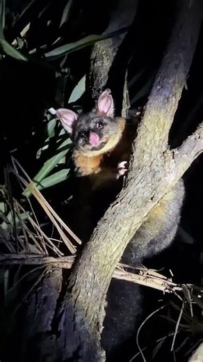 🚨 WHAT’S WATCHING ME IN THE DARK? 😱🌙