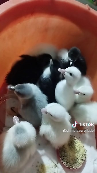 #ratustelemele🦆 TikTok