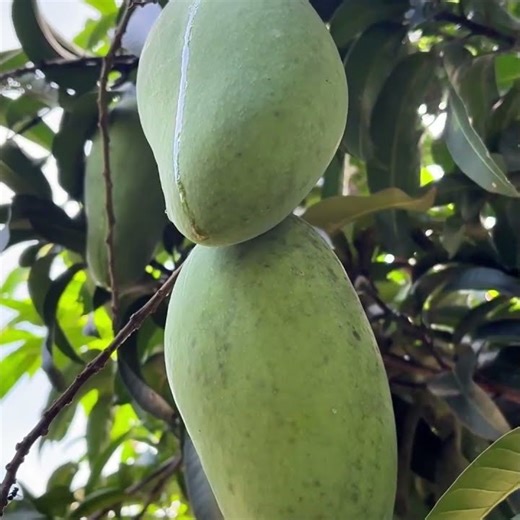 Solusi Tanaman Tidak Subur Atau Mati Panen