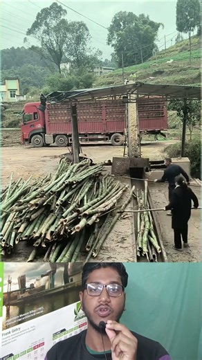 Bamboo Chipping Action | মেশিনে বাঁশ ঢুকিয়ে ছোট ছোট টুকরো করা হচ্ছে 🎋⚙️ #shorts #chipping #machine