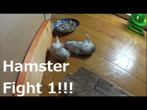 Hamster Fight! (ハムスターの大喧嘩！)