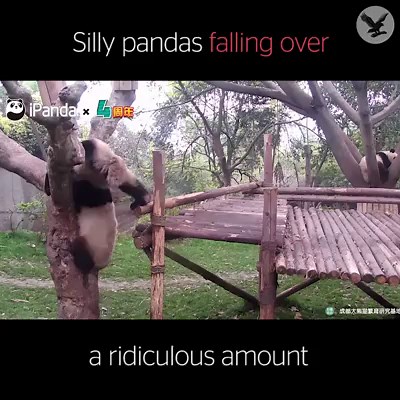 These pandas can't stop falling over. Via iPanda | The Independent