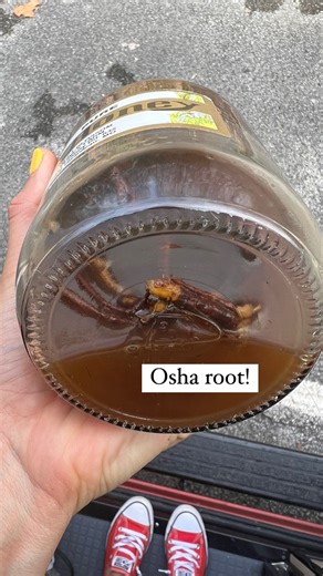 Emily Schromm on Instagram: "Osha root is a powerful medicine , and because it is so well known for its medicinal benefits, it is endangered , over-harvested, and needing our protection. Osha root, also known as bear root, is used for lung and respiratory support. One smell or taste of osha and it will change you - it’s euphoric and potent , in the same family as parsnips or carrots as you can see from its leaves! If you are purchasing this medicine or finding apothecaries who sell this medicine