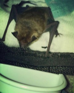 4.3K views · 478 reactions | Guess who it is, our beautiful glue trap...