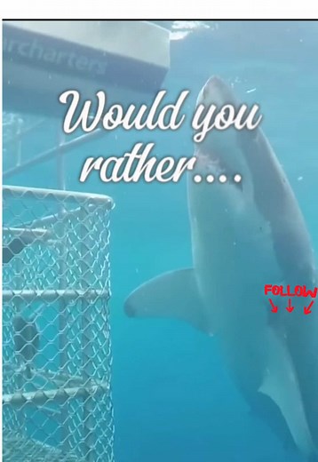 Shark Edition: Cage Dive vs. Free Dive Challenge