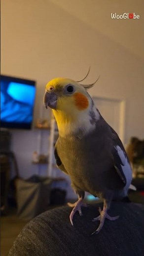 Pets are Awesome: Cockatiel Sings 'If You're Happy and You Know It' || WooGlobe