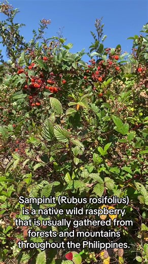 Exploring Sampinit: A Philippine Wild Raspberry Delicacy