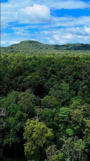 Amazon Rainforest: The Wildest Place on Earth 🌿😱