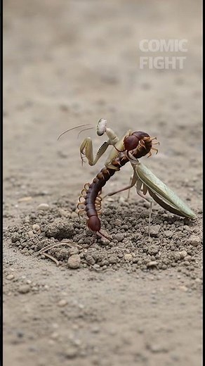 Mantis vs centipede #insects #wildlife #animals #wildanimals