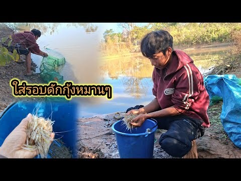 Setting up shrimp traps. Let's see if we catch anything. February 5, 2026.