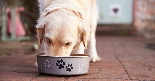 A Guide to the Right Dog Diet and Health Tips