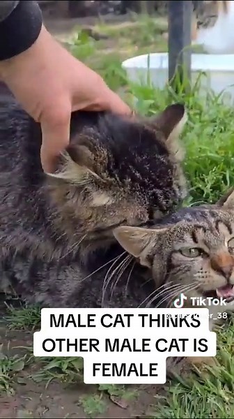 Male Cat Mistaken Identity: Exploring Feline Behavior