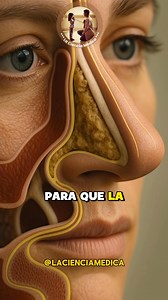 La increíble y especializada anatomía y función de nuestra nariz. #medicina | La ciencia médica