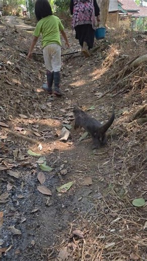 Siboni sangat gembira ll Siboni is very happy #siboni #sibona #otter #animals
