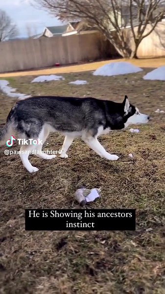 Huskies have great focus just not on what you want 😂🤣 Credit IG @b_sauce86 . . . . Follow @huskycompilation for more🐺 . . . . #huskie #huskiis #huskymodel #huskylovingclub #huskiesofinsta #huskys #huskypic #huskysnow #huskigram_ #huskygram_ #huskyinstagram #huskypup #huskysofinstagram #huskyboy #husky🐶 #siberianhuskies #huskyofig #justhuskies #huskypicoftheday #huskyworldwide #huskywolf #huskylover #huskyheaven #huskysiberiano #huskybaby #huskymom #siberianhuskiesofinstagram #huskyworld #goh