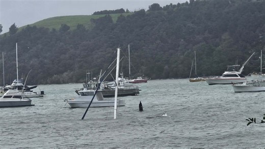 Cyclone Tam live updates: Storm to worsen in coming hours, trees toppled, roads closed