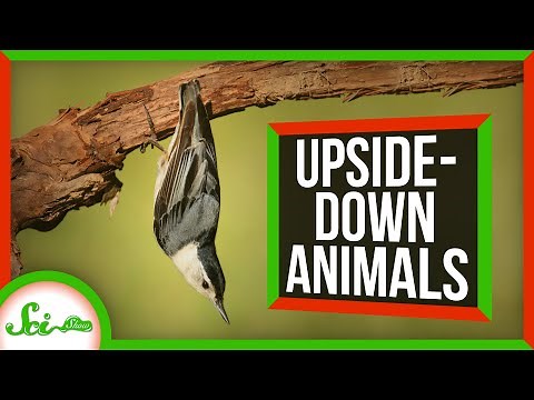 6 Animals That Thrive Upside-Down