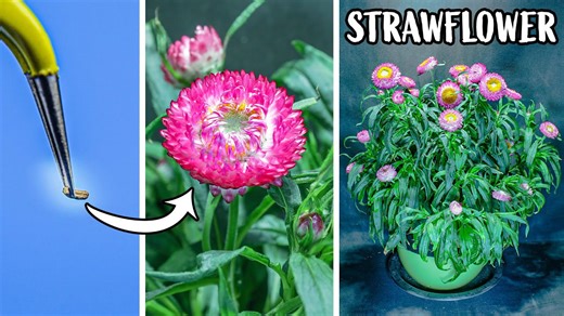 74 days in 4 minutes: Watch a plant grow from seed to stunning bloom | Botanical time-lapse