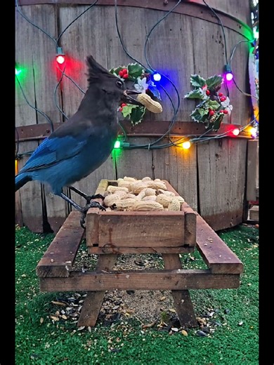Christmas lights peanuts = five-star dining ⭐⭐⭐⭐⭐ #backyardcreatures #pnwwildlife #snackbandits #nutsaboutnature