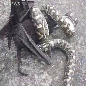 11K views · 42 reactions | A hungry carpet python tried to make a...