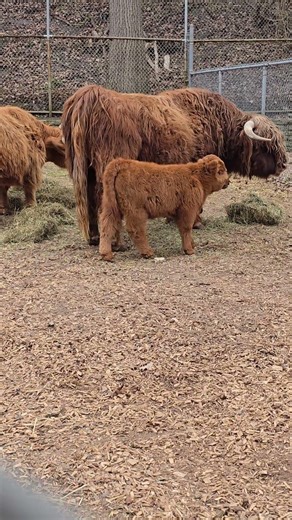 highland cow and calf bonding toronto canada may 2026