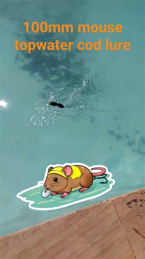 100mm 2 piece mouse cod lure swim test #fishinglure #topwaterlures #murraycod #bibbylures