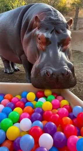 Hippos Are the Most Adorable Giants