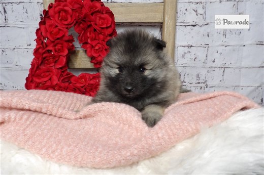 Rose - Keeshond Puppy AC80EB