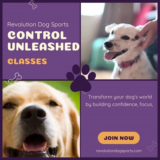 🐾 Control Unleashed – New Session Starts 12/10! 🐾 Transform your dog’s world by building confidence, focus, and calm in even the most challenging environments through pattern games. This class is designed to help dogs learn to relax, think, and make good choices — even in challenging or distracting environments. ✨ In Control Unleashed 101, you and your dog will learn: ✅ Predictable patterns that promote calm and confidence ✅ Games that build focus and communication ✅ Tools to navigate stressfu