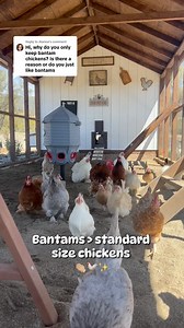 Bantam > standard size chickens! I’ll always prefer bantams. 🐔🫶🏼 #chickensofinstagram #chickens #bantam #farmlife #homestead #reels | Simplychickensofficial
