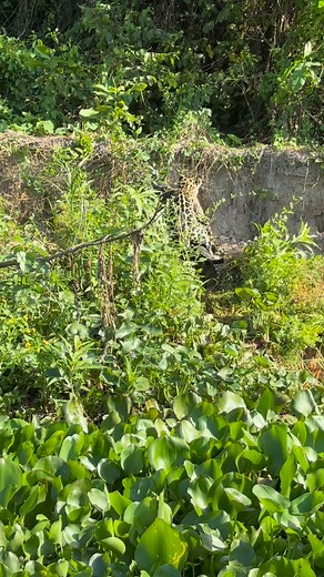 3.2M views · 24K reactions | Pantanal wild jaguar! #pantanal #wildlife #jaguar | Roger Benedik | Facebook