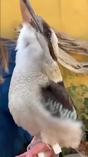 birds sound♥️ #birds #beautiful #cute