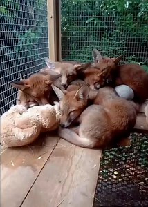 Sweet dreams, little ones. Sunday mornings are for snoozing. 😴🥰 Click the link to read this family's story, it won't be long until their dreams come true: https://www.facebook.com/share/19SYYBG9Gx/?mibextid=wwXIfr 🌳 | The Fox Project