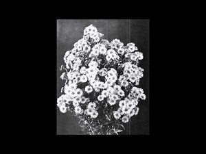 Danny Elfman - Corpse Bride - Finale