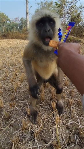 Hanuman Langur ne Biscuit aur Toffee dekhi to kya reaction diya 😲 | Cute Langur Monkey Reaction