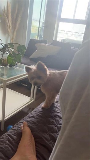 Petting mocha with my foot because he stanky boy today