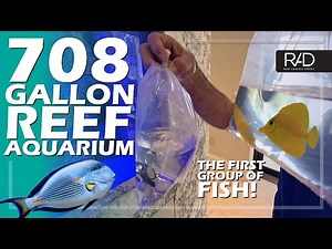 708 GALLON REEF AQUARIUM LAST 2025 UPDATE. ADDING THE FIRST GROUP OF FISH. CLOWNS, TANGS, AND MORE.