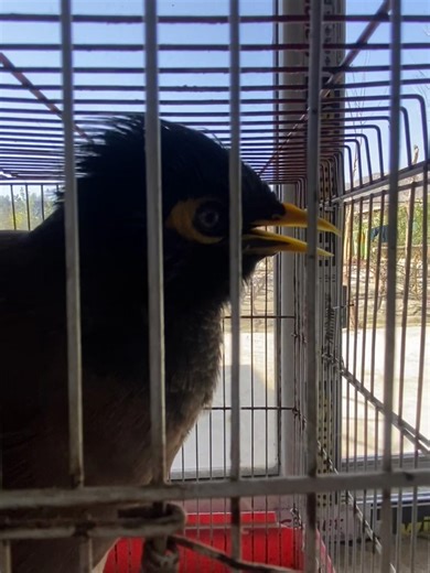 Maynah🫣🤭❤️🫰#trending #foryou #viral #viralvideo #1million