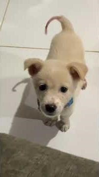 Pochacho and Poocho the Puppies