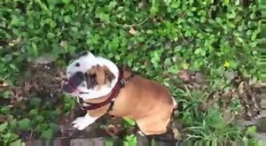 43K views · 815 reactions | This video posted by Instinct Dog Behavior & Training LLC of JuJu the rolling English Bulldog will make your week! Give us your best caption for the video... | WCBD News 2 | Facebook